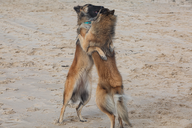Dishoek Dishoek